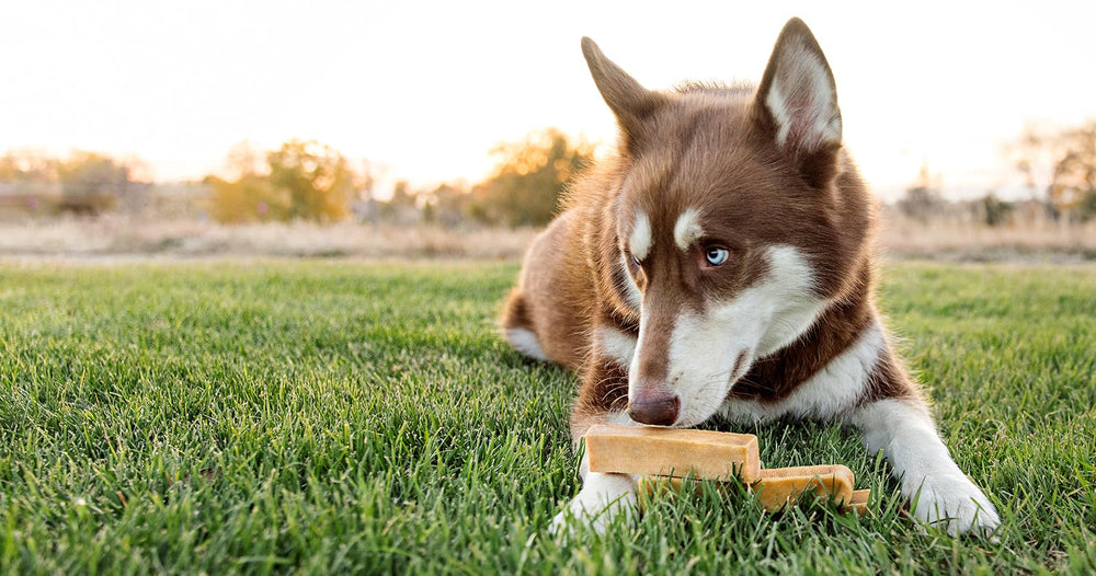 Idéal pour grands chiens et mâcheurs agressifs avec PeaksNpaws.