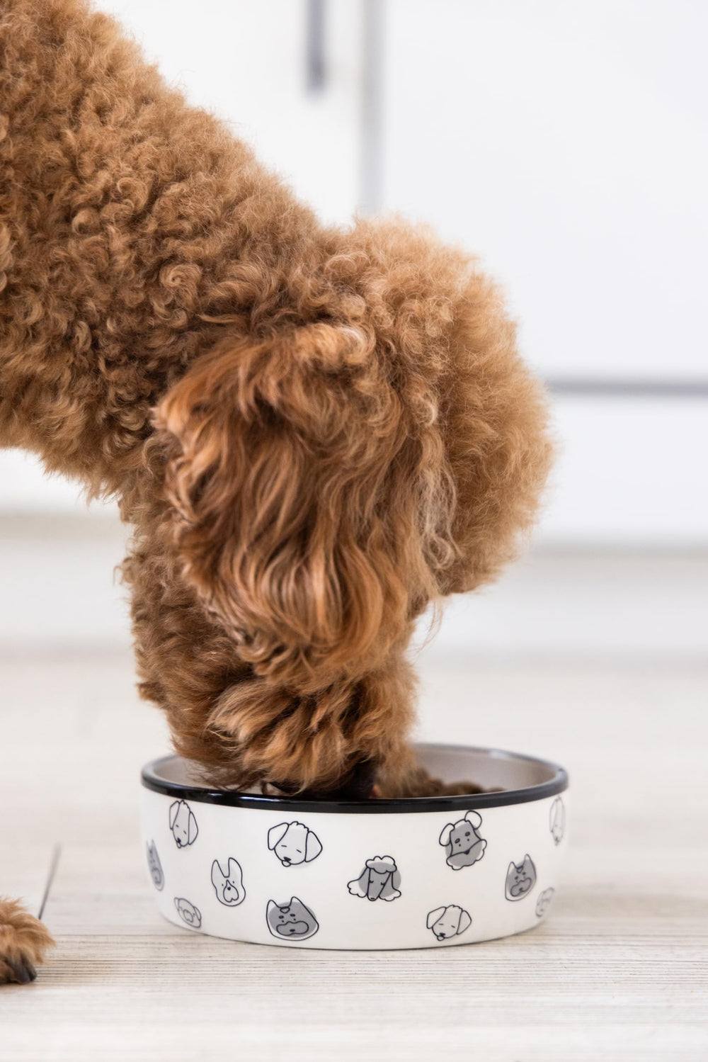 Pearhead assiette chien capacité 2-tasses – idéal petites et moyennes tailles