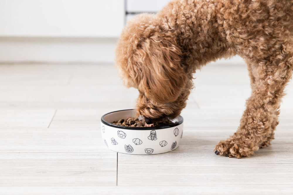 Pearhead assiette chien design neutre gris noir – s’accorde avec tout décor