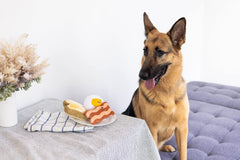 Pearhead Barkfast œuf au plat, ensemble de jouets pour chien actif.