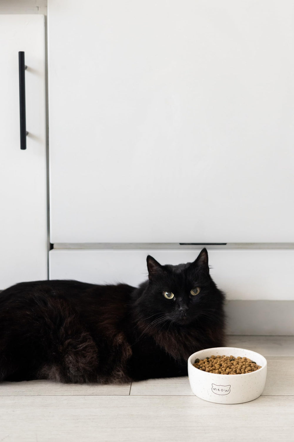 Pearhead bol chat idee cadeau pour amis des chats et propriétaires.