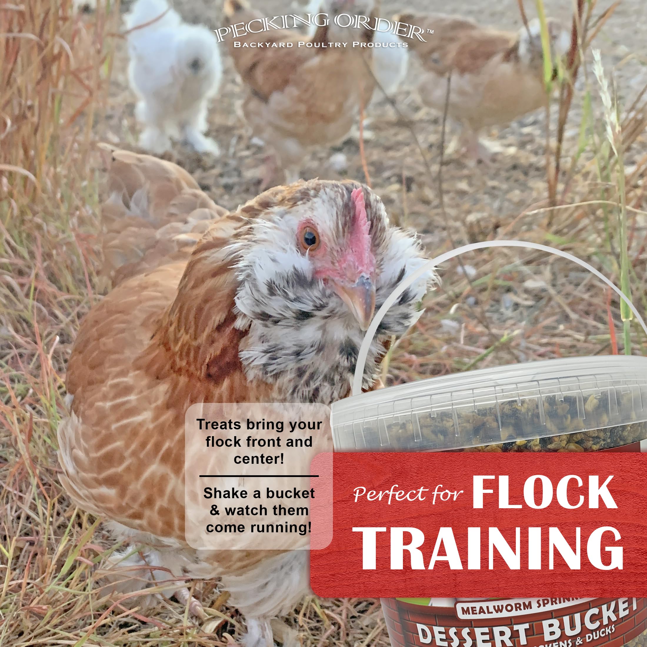Pecking Order poulets interagissent autour du seau dessert.