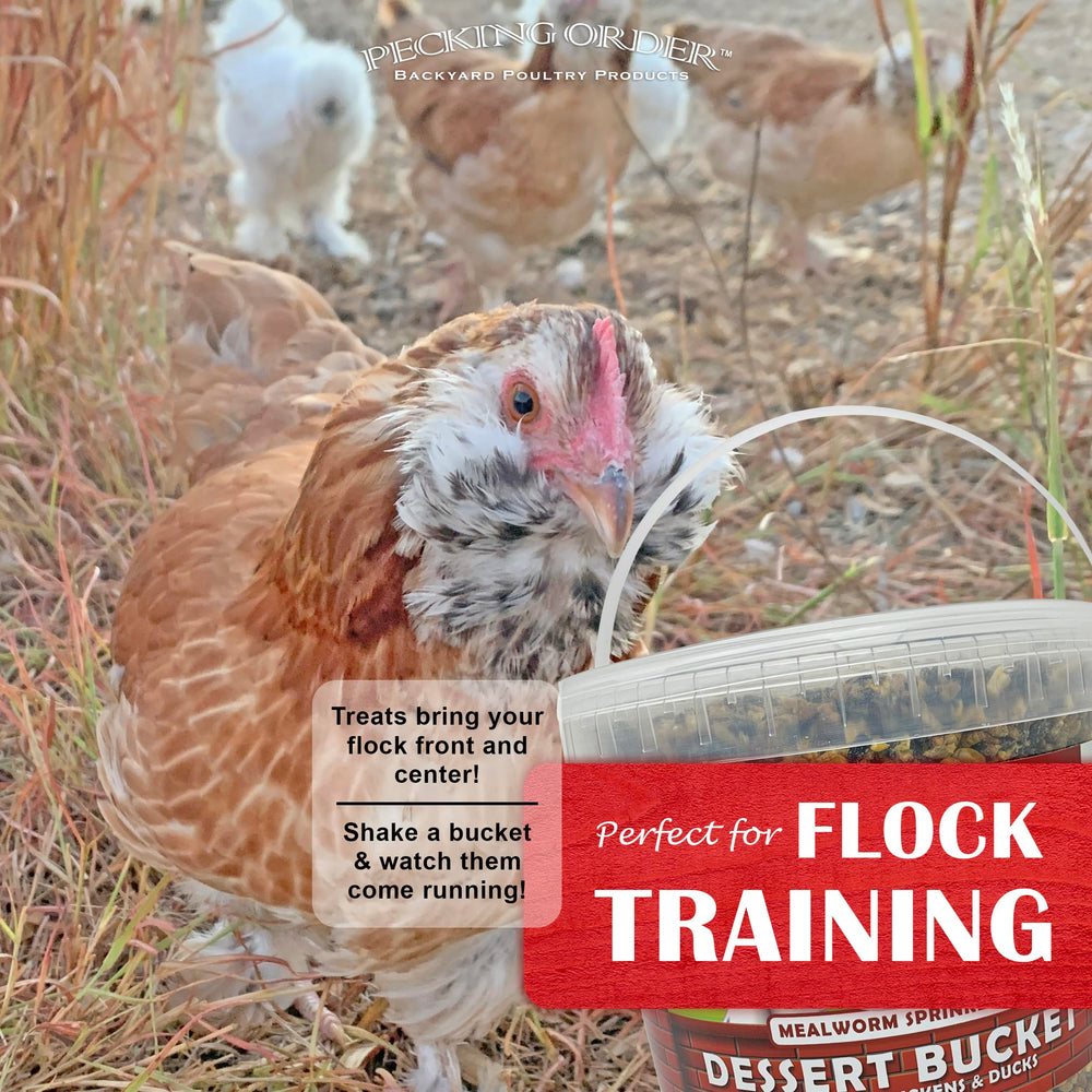 Pecking Order poulets interagissent autour du seau dessert.