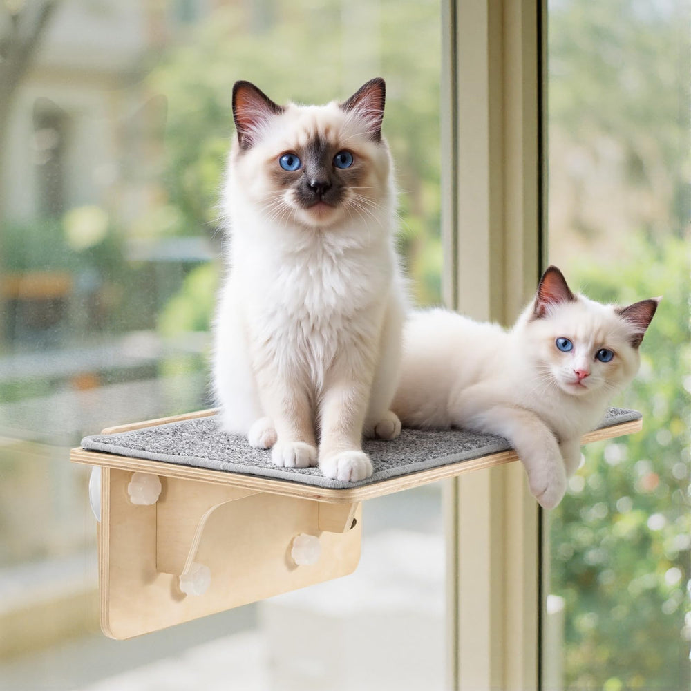 Pecute perchoir chat fenêtre bois solide, espace d’observation près de la lumière naturelle.