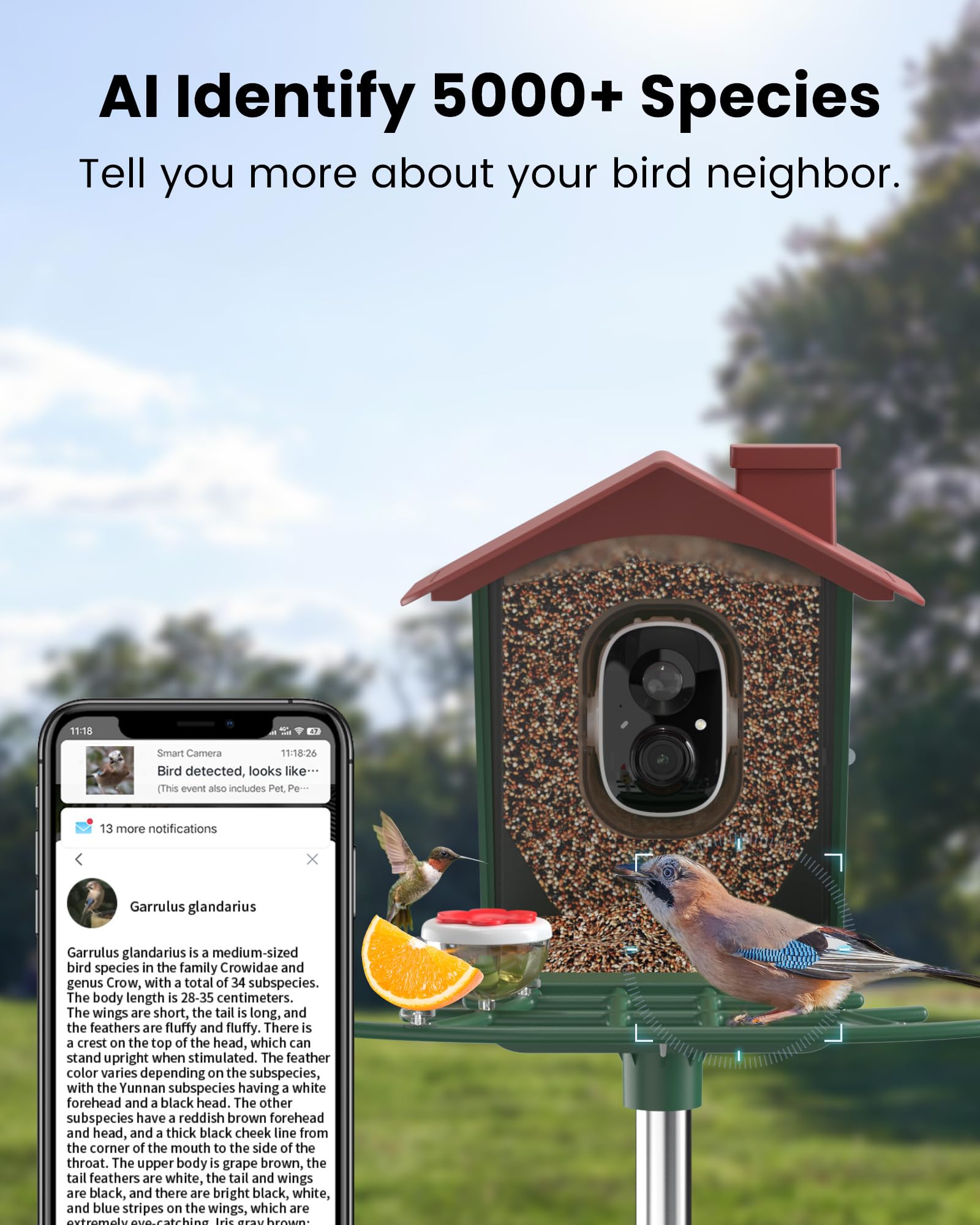 PEEIPM Mangeoire-oiseaux caméra 2K : capture automatique des moments clés.
