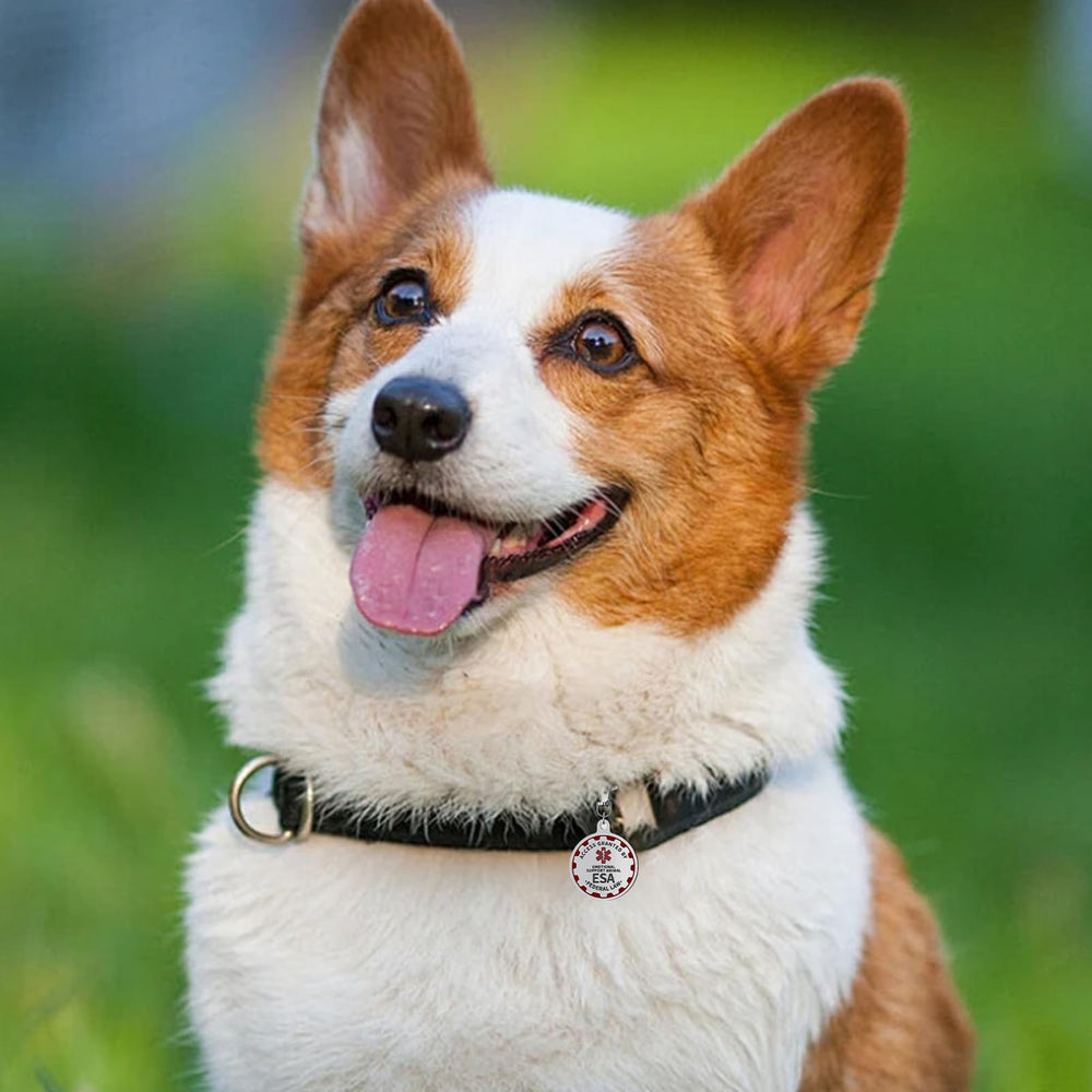 PEHADU étiquette chien – clip robuste pour fixation sécurisée.