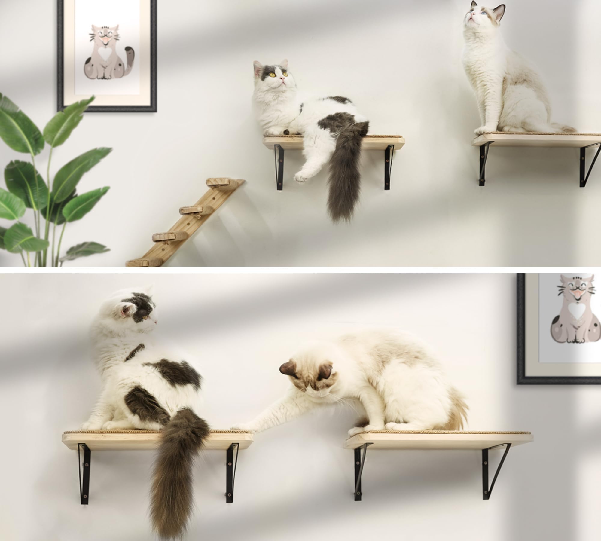 PELUMOZ hamac chat perche près fenêtre pour repos