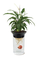 Penn-Plax Apon1 planter-aquaponie : habitat symbiotique betta et plantes.