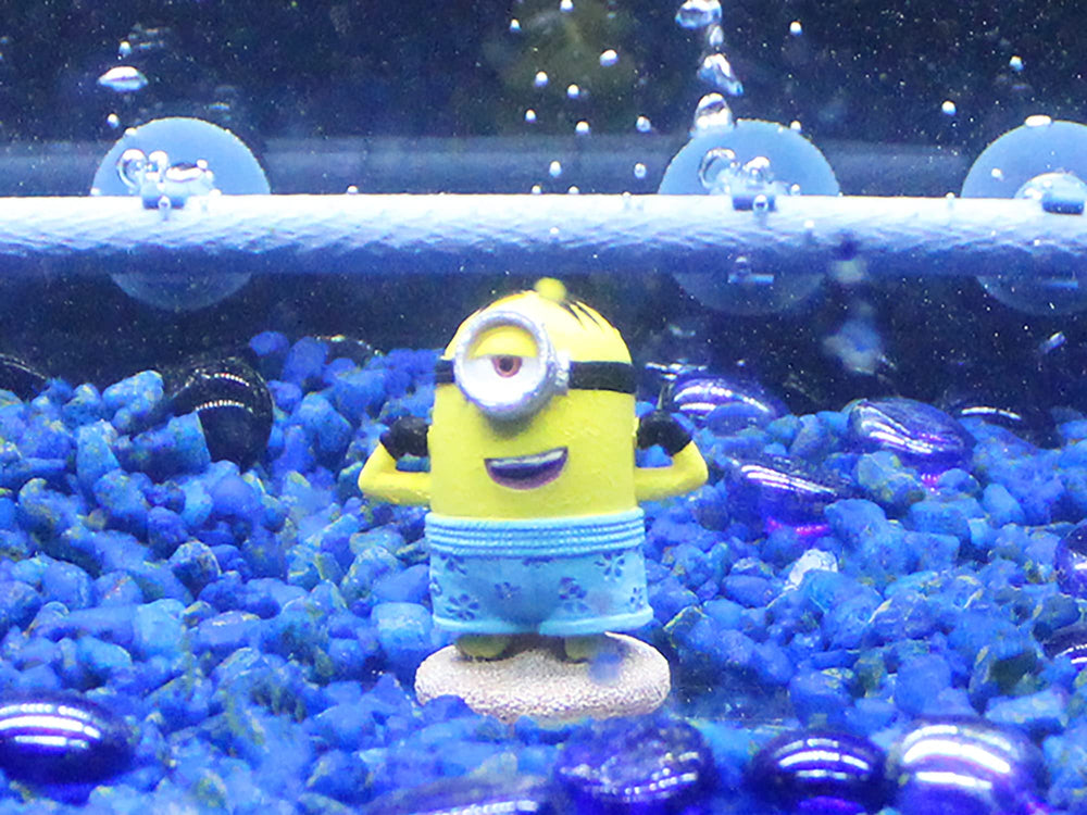Penn-Plax Stuart: décor minion plage pour aquarium, crée une scène amusante.