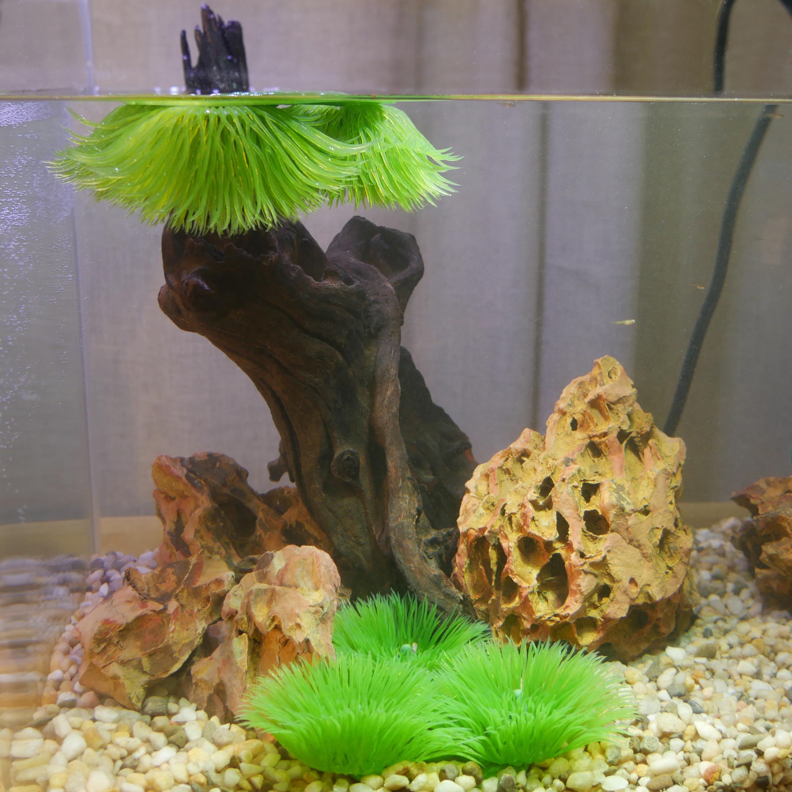 Penn-Plax nettoyage facile, rinçage rapide des plantes d'aquarium.