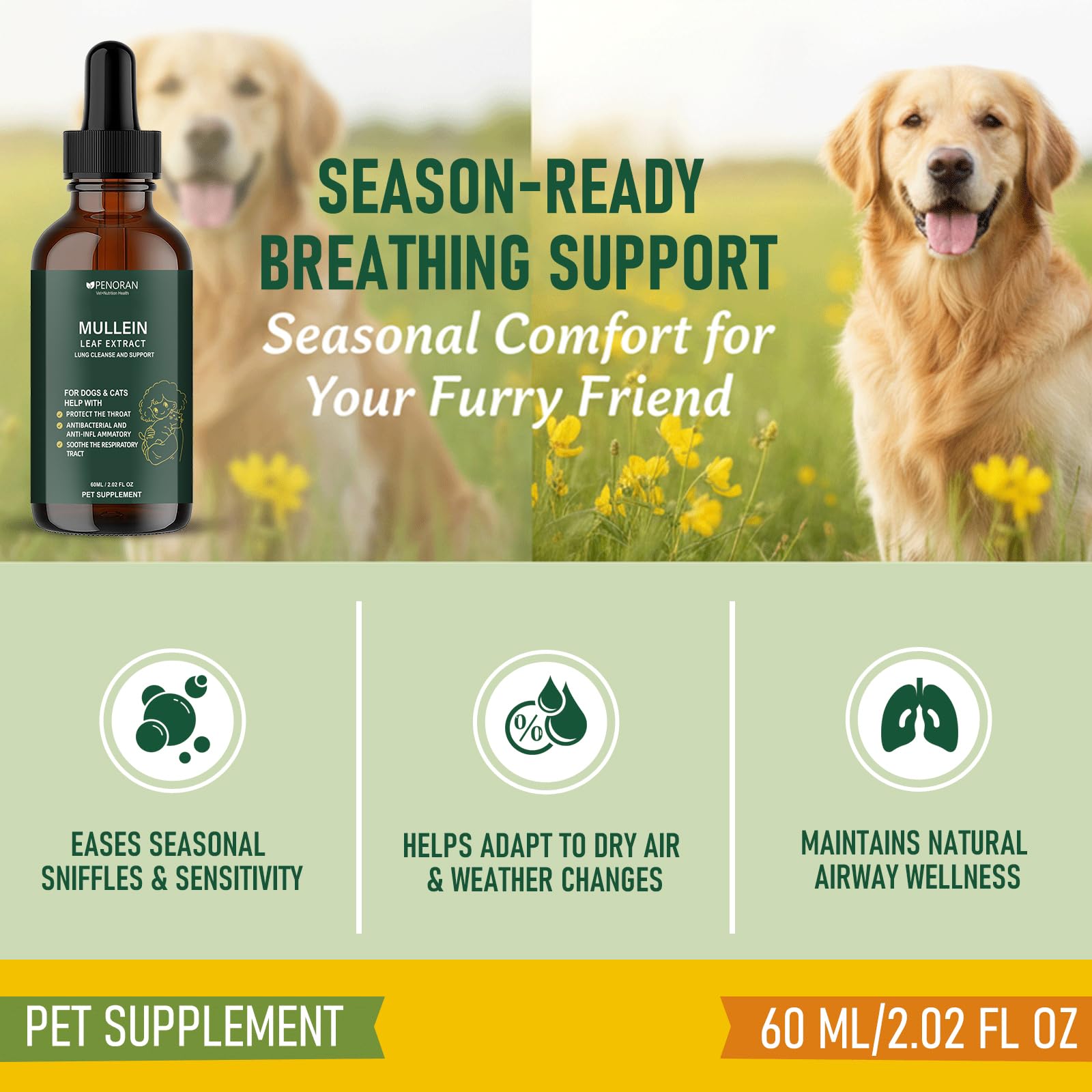 Penoran extrait molene naturel, formulation concentrée pour le bien-être pulmonaire.