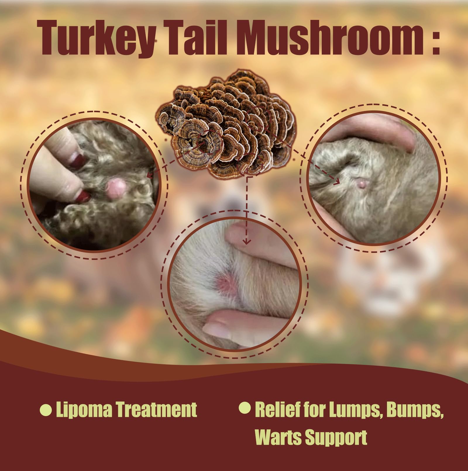 Penoran Turkey Tail immunité animaux, soutien potentiel pour leur défense naturelle.