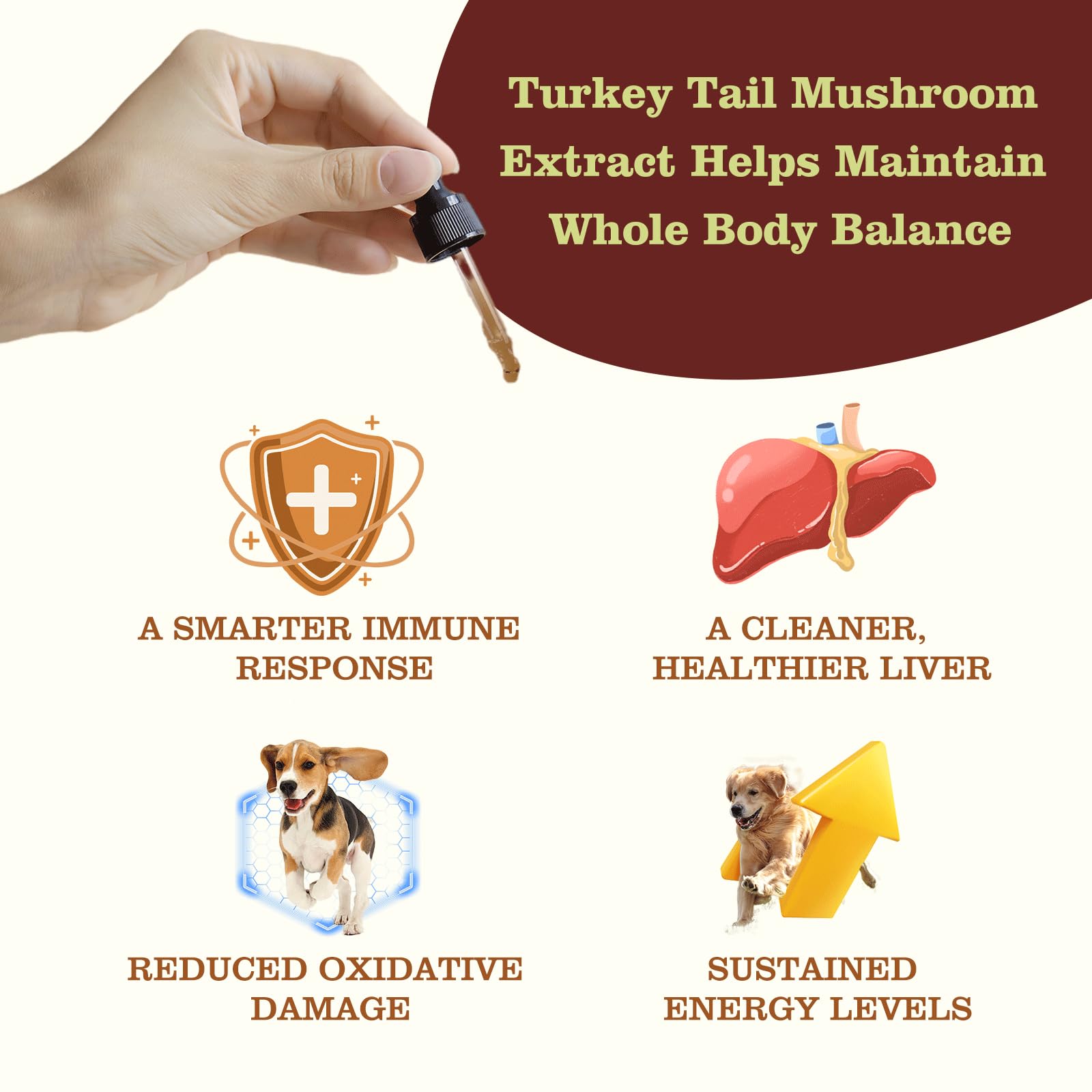 Penoran Turkey Tail pelage et peau, aide potentielle pour une peau plus hydratée.