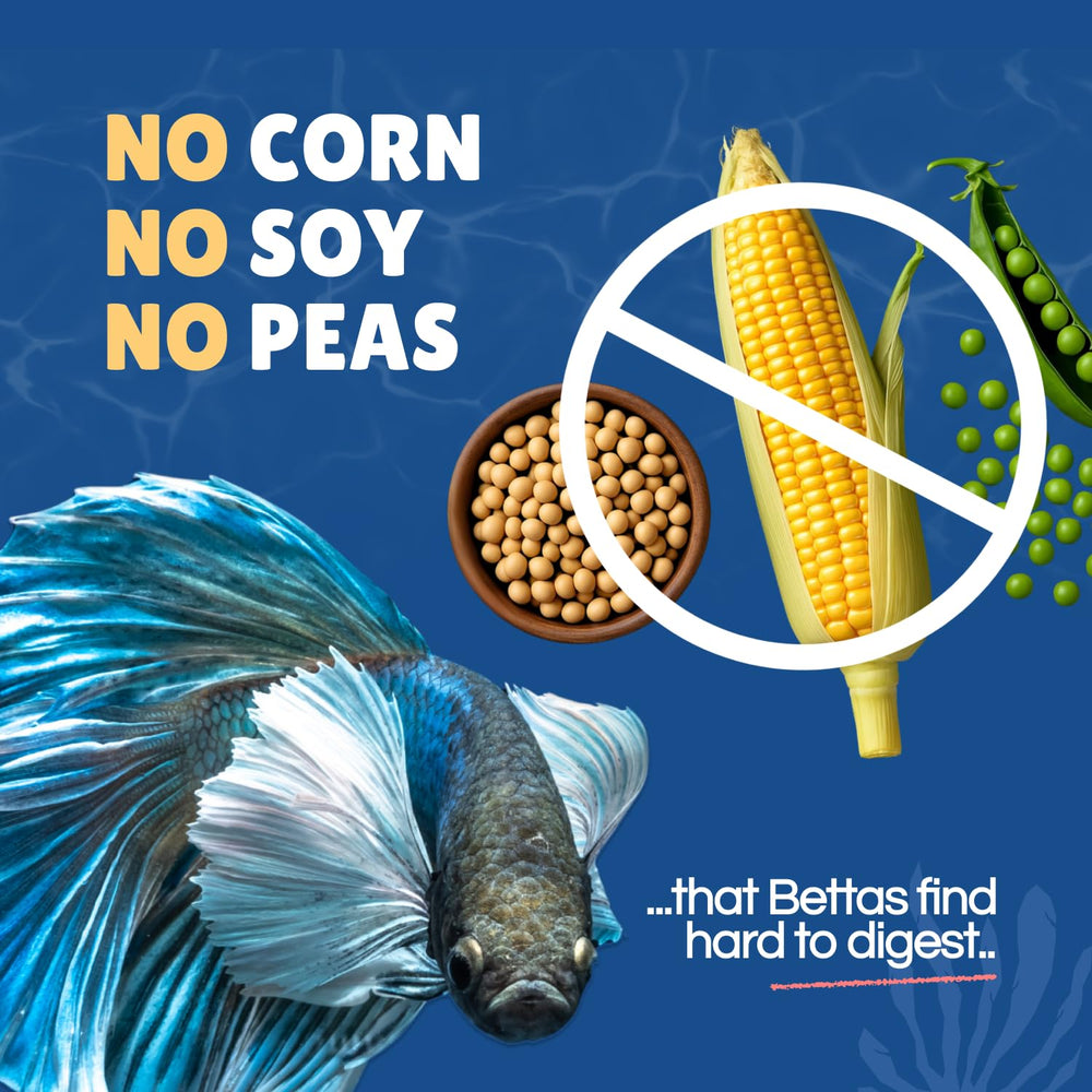 Perky Fins Betta Boost Pops : prébiotiques et levure pour digestion équilibrée.