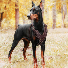 HARNAIS PET ARTIST à réglages triples, ajustement précis pour morphologies variées.