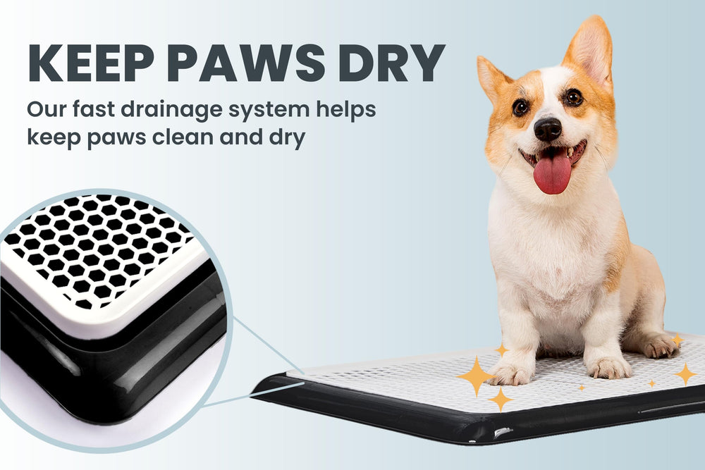 PET AWESOME conseils d’entraînement pour chiens, faciles à suivre.