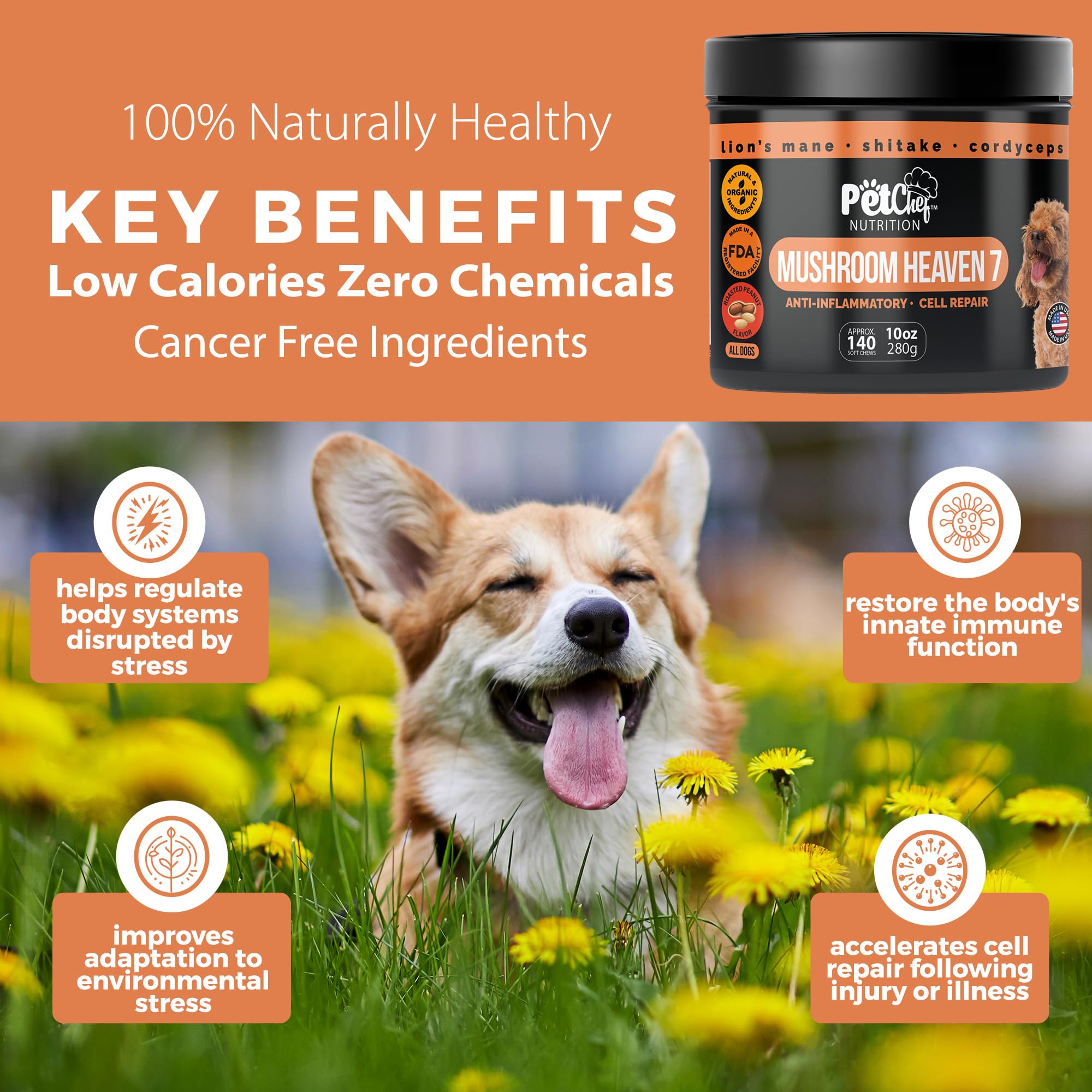 Pet Chef Nutrition: chaga et ganoderme rouge, soutien naturel possible.