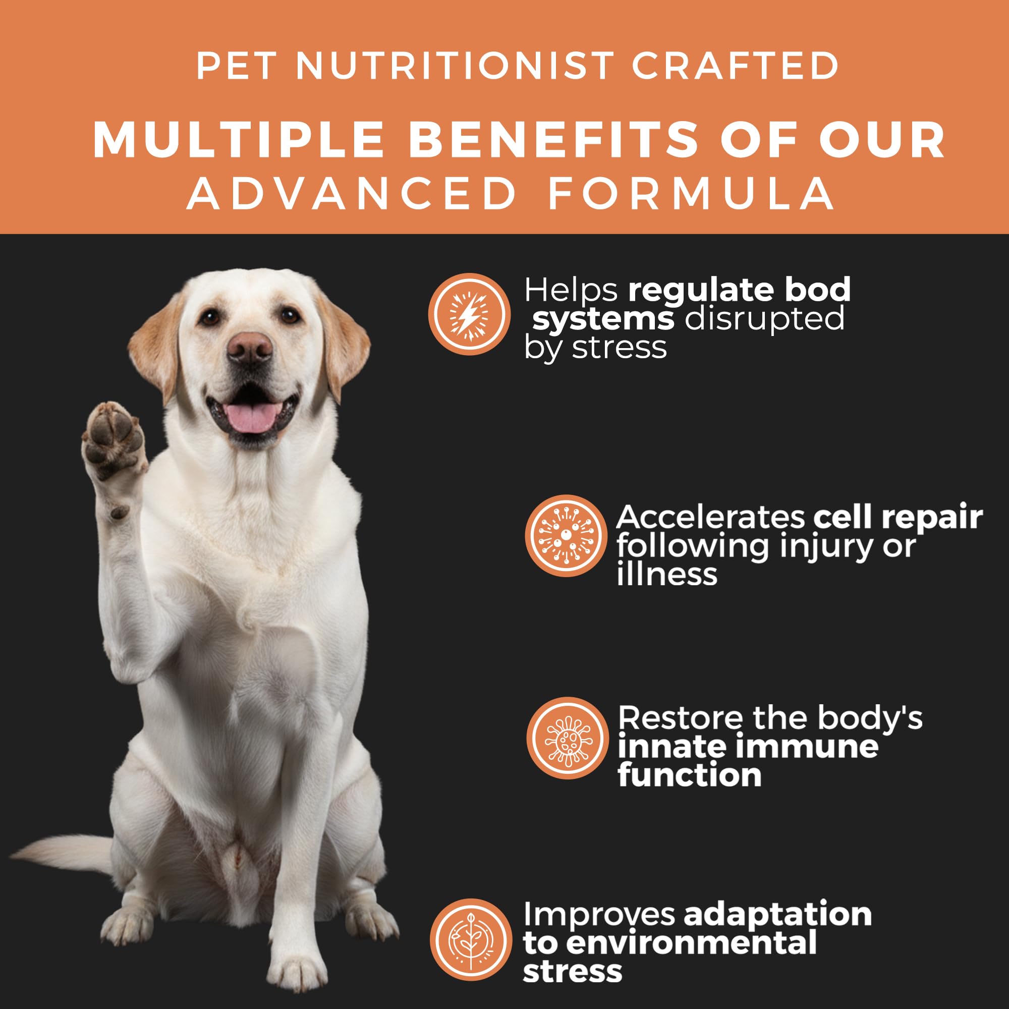 Pet Chef Nutrition: chardon-Marie et gingembre, digestion équilibrée possible.