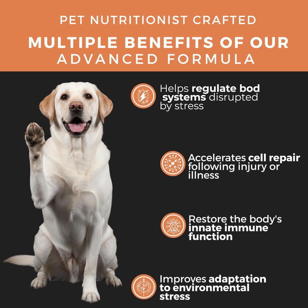 Pet Chef Nutrition: chardon-Marie et gingembre, digestion équilibrée possible.