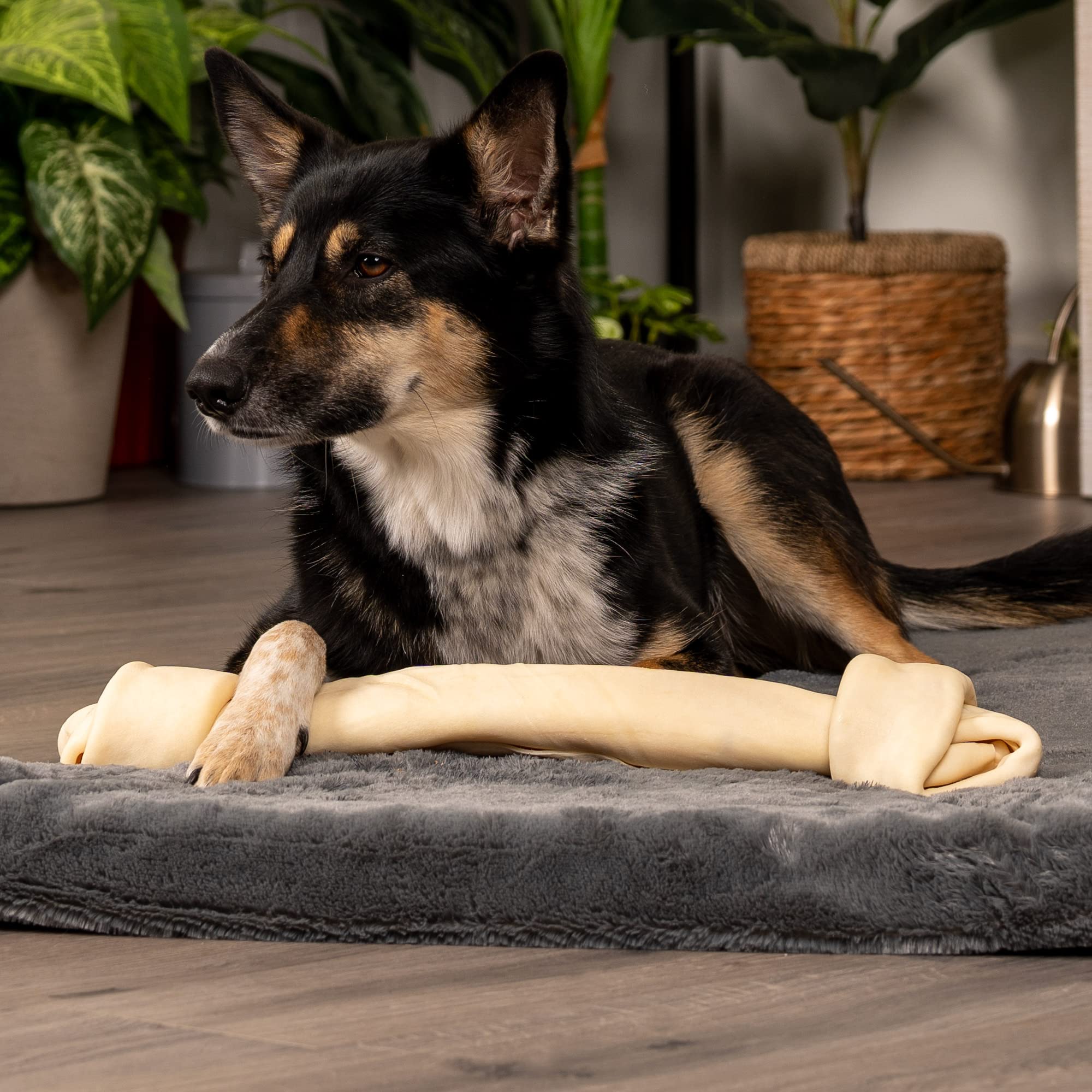 Chien mâchant un Pet Factory peau-de-boeuf.