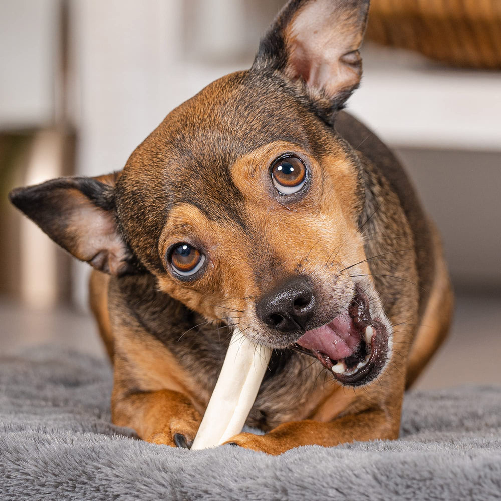 Pet Factory mini-rolls boeuf naturel texture durcie pour canaliser la mastication et apaiser l énergie.