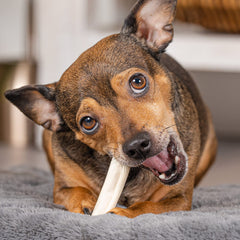 Pet Factory mini-rolls boeuf naturel texture durcie pour canaliser la mastication et apaiser l énergie.
