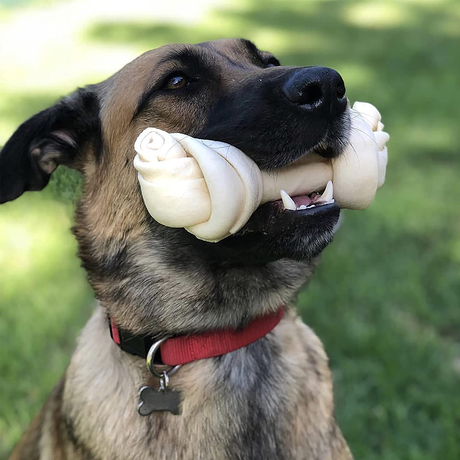 Pet Factory os-boeuf-noue-hygiene-dentaire: peut aider à l'hygiène buccale