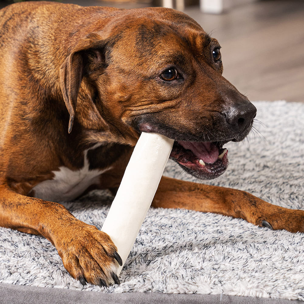 Pet Factory rouleaux-boeuf-8-9 pouces: longue mastication pour chiens actifs