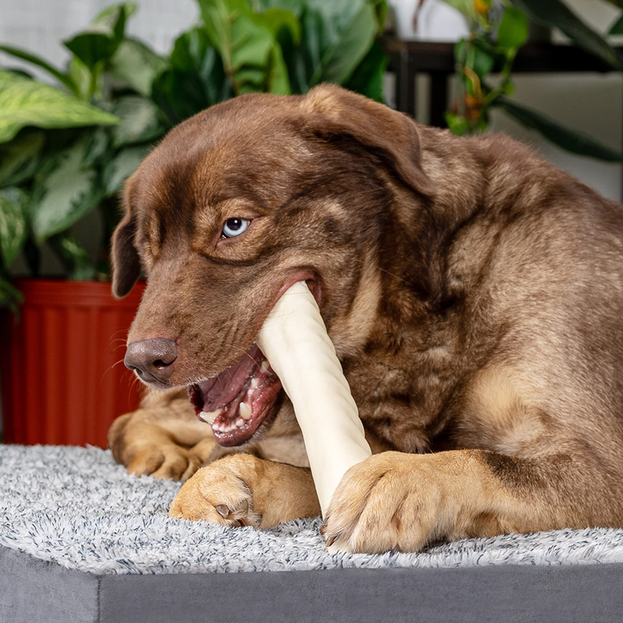 Utilisation quotidienne avec Pet Factory pour chiens, pratique et sûr