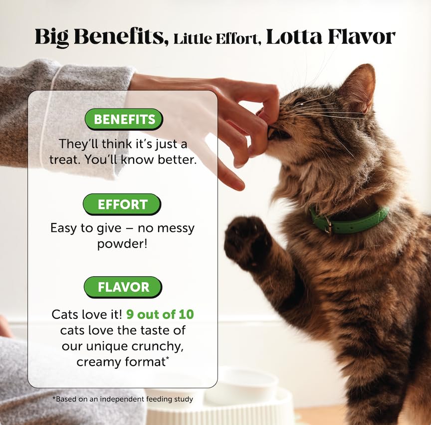 Pet Honesty chat probiotiques - après antibiotiques, soutien intestinal