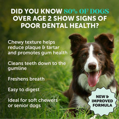 Pet Honesty – chien mâchant des sticks dentaires, plaisir et propreté buccale.
