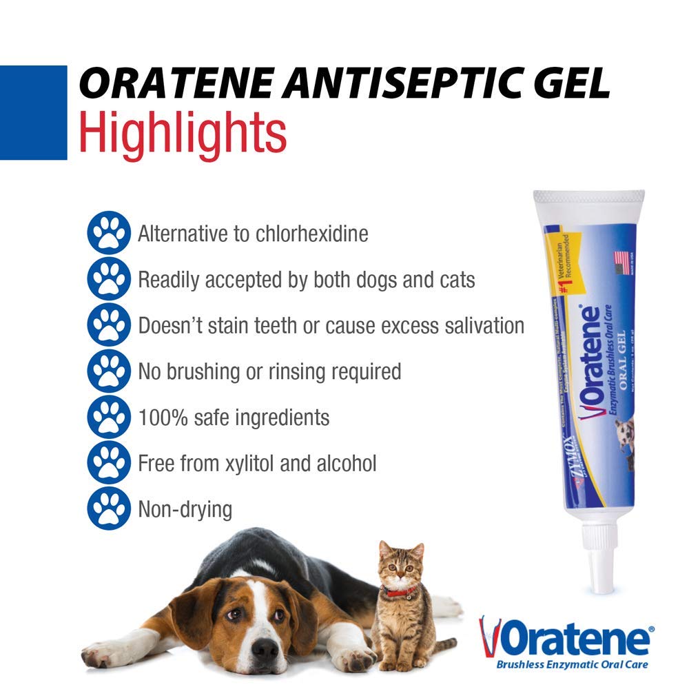 Animal domestique détendu après l’application du gel Oratene.