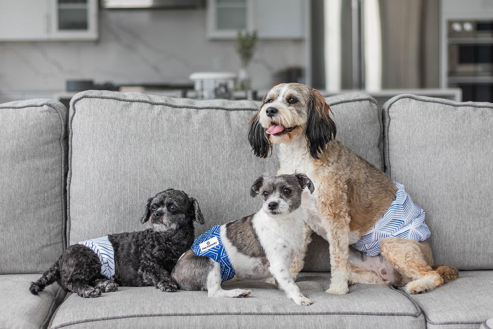 Bandes en action Pet Parents, idéale pour chiens actifs et entraînement quotidien.