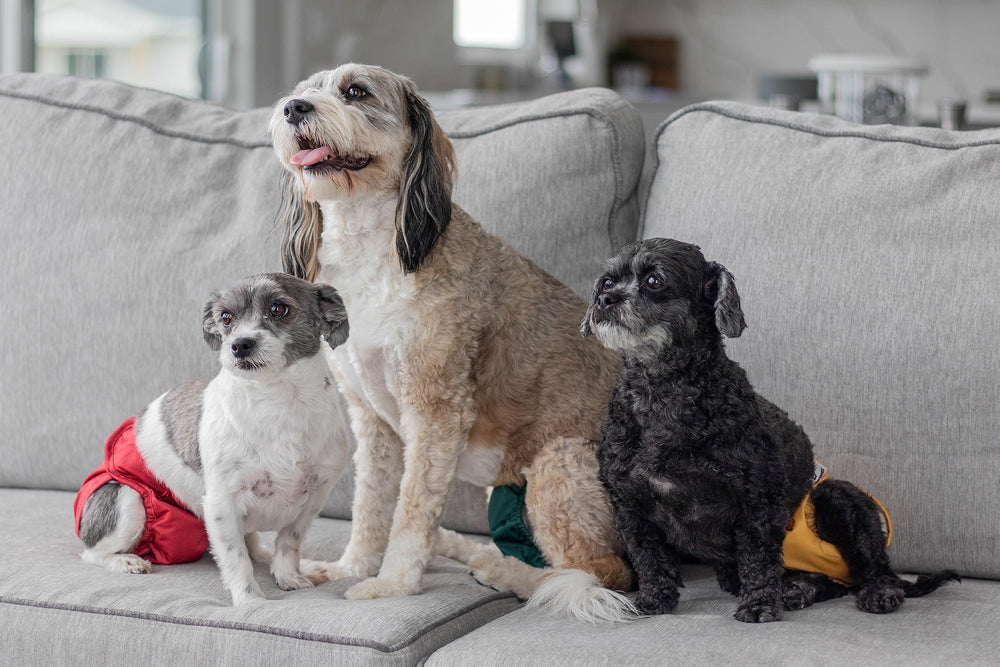 Économies et solution durable Pet Parents, couches lavables.