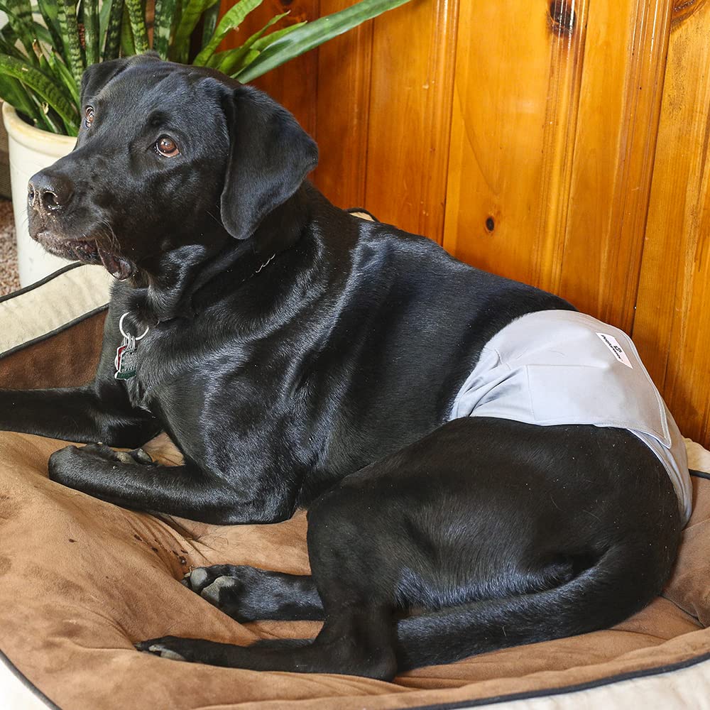 Extendrs exclusifs Pet Parents, maintien stable lors jeux et siestes.