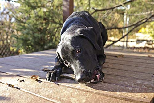 Gnawtlers Pet Parents – pratique comme cadeau pour chiens et occasions
