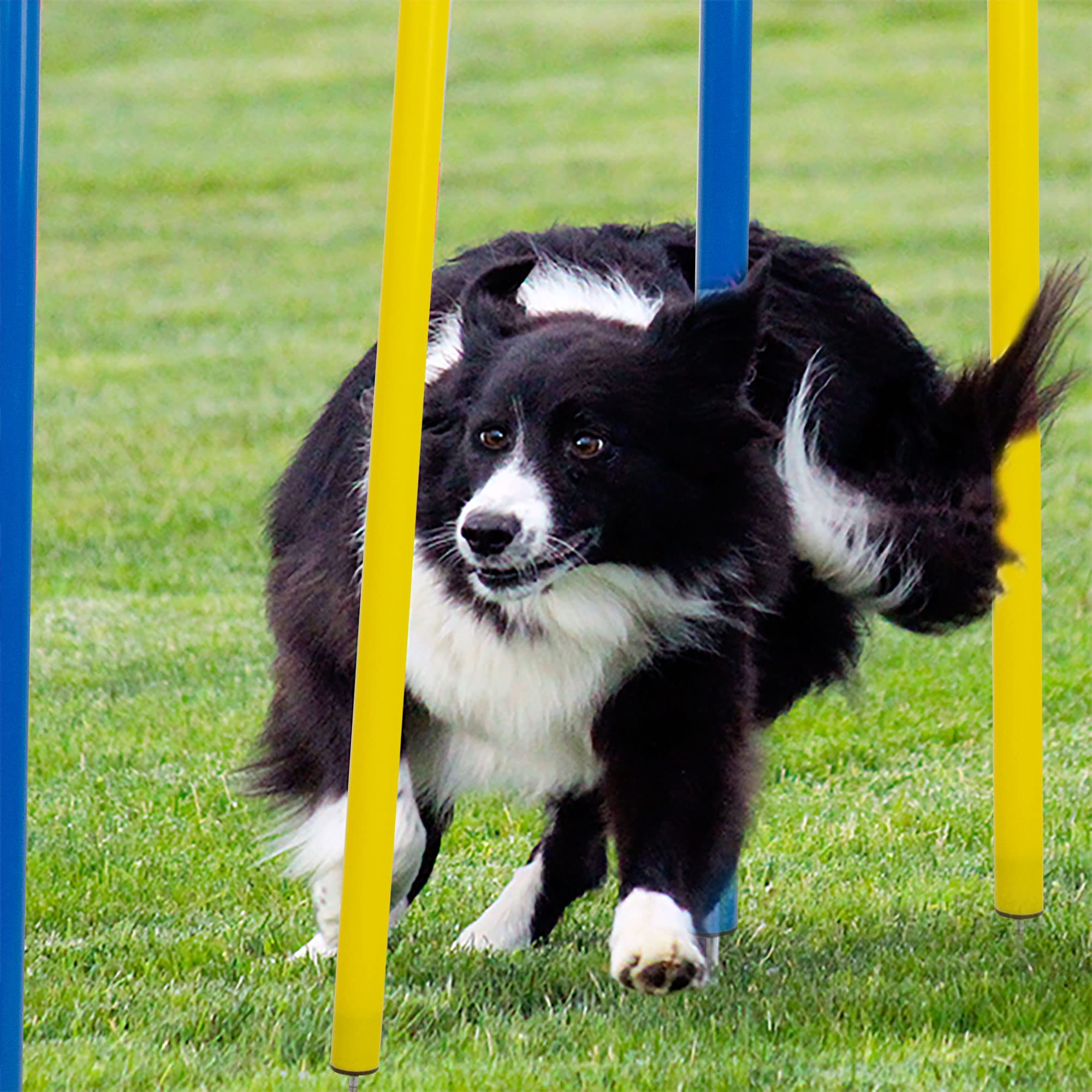 Jeu éducatif Pet Prime pour chien, stimulation mentale et activité physique
