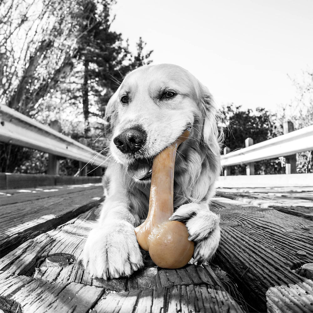 BarkBone Original de Pet Qwerks, curbe ergonomique facilitant la prise en bouche.