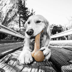 BarkBone Original de Pet Qwerks, curbe ergonomique facilitant la prise en bouche.