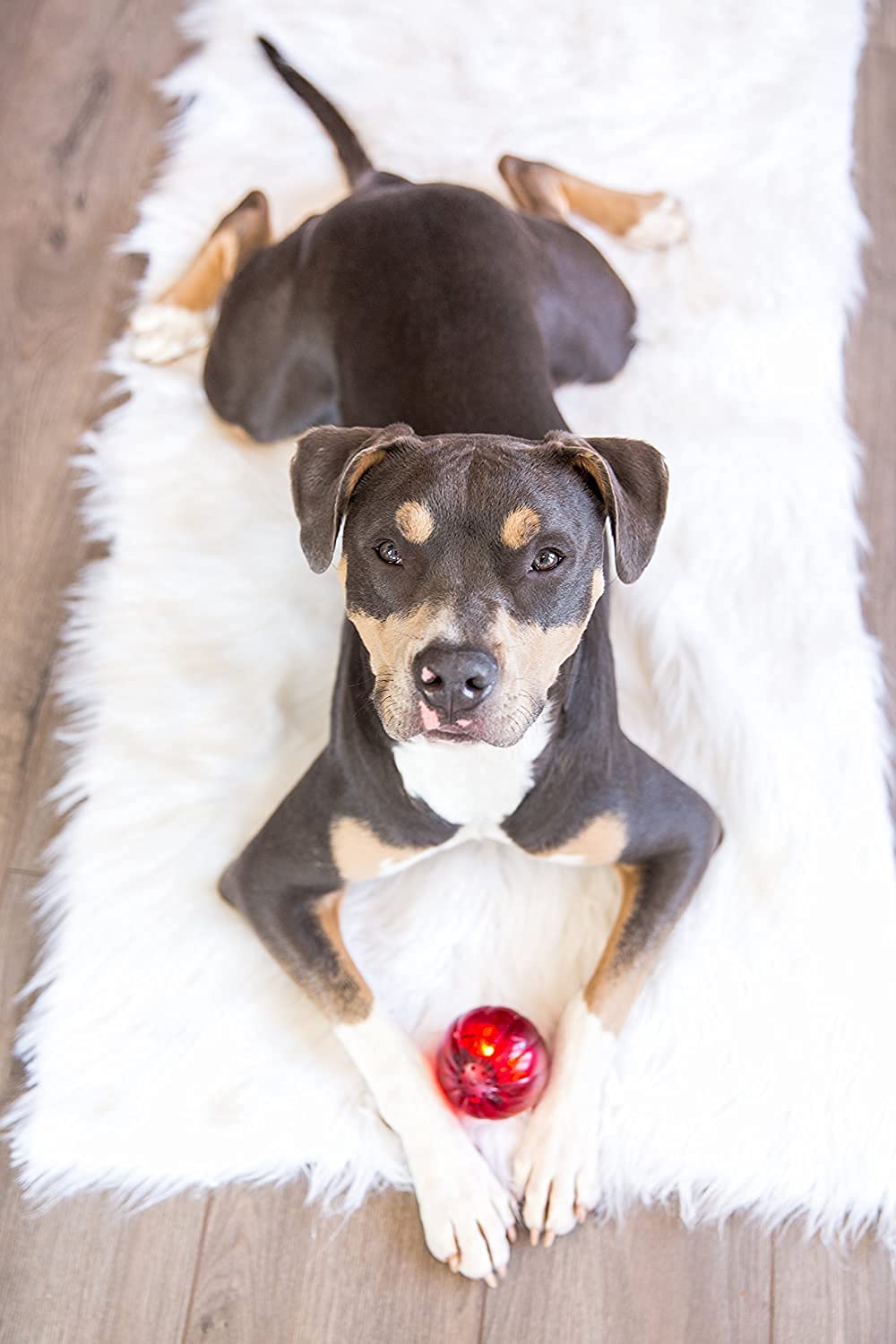 Blinky Babble Ball en ABS résistant offre durabilité pour chiens de grande taille.