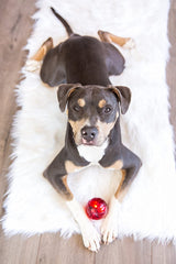 Blinky Babble Ball en ABS résistant offre durabilité pour chiens de grande taille.
