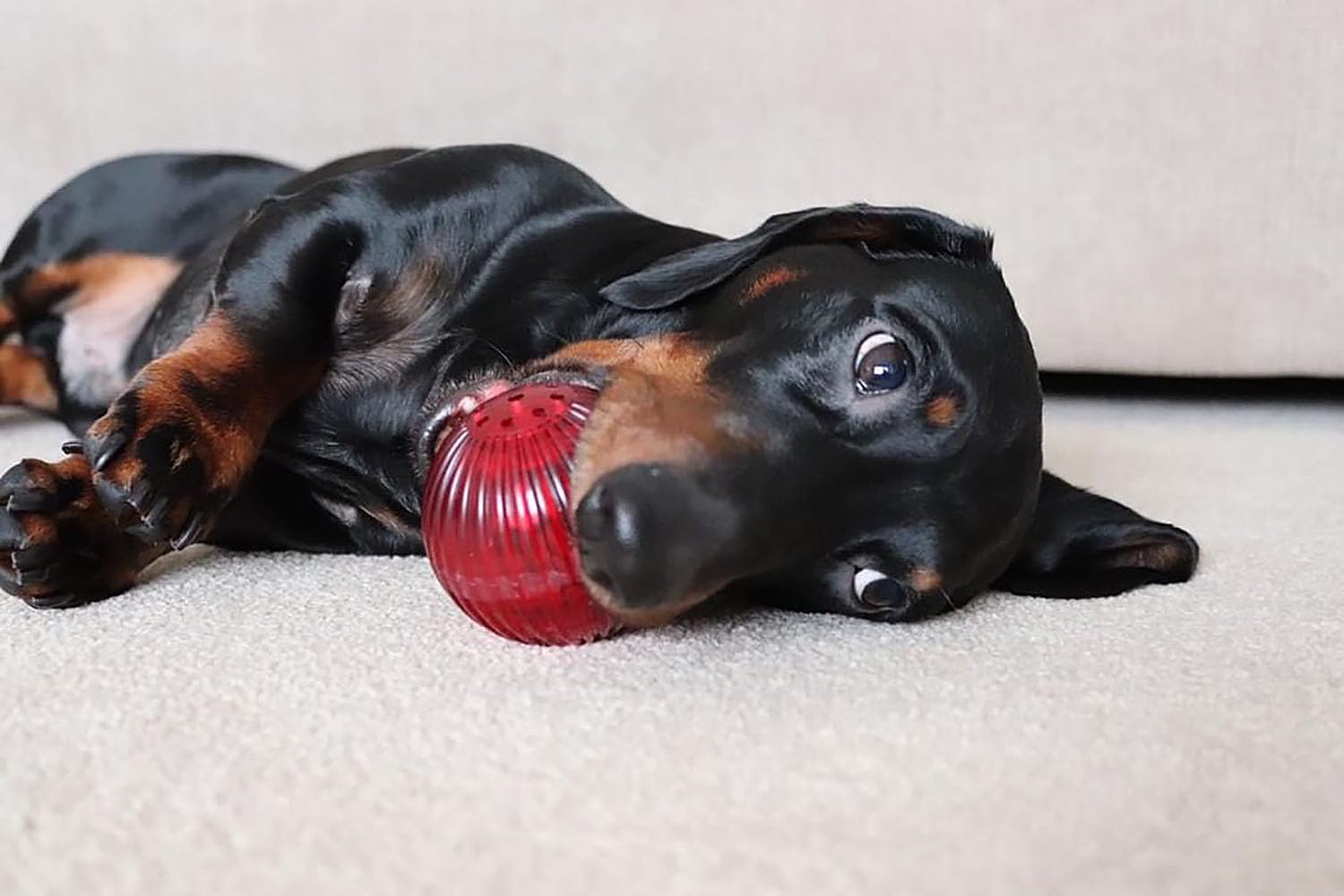 Blinky Babble Ball active le mouvement et éveille l'attention de votre chien.