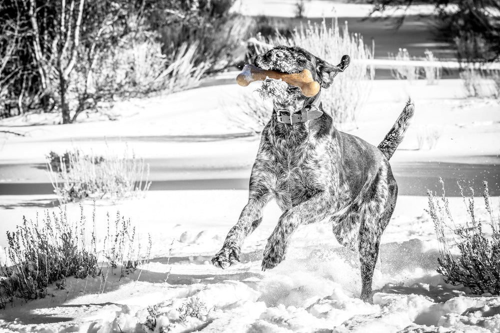 Pet Qwerks Dinosaur BarkBone – forme dinosaure pour stimulation et mâchage.