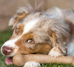 Pet Qwerks Dinosaur BarkBone forme unique, jouet en nylon pour chiens agressifs.