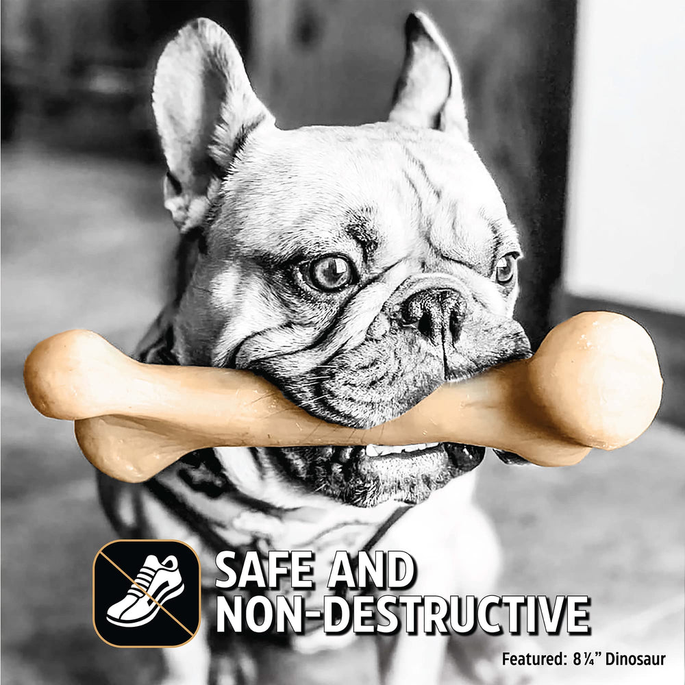 Pet Qwerks Dinosaur BarkBone 6,5 pouces pour chiens de taille moyenne à grande.