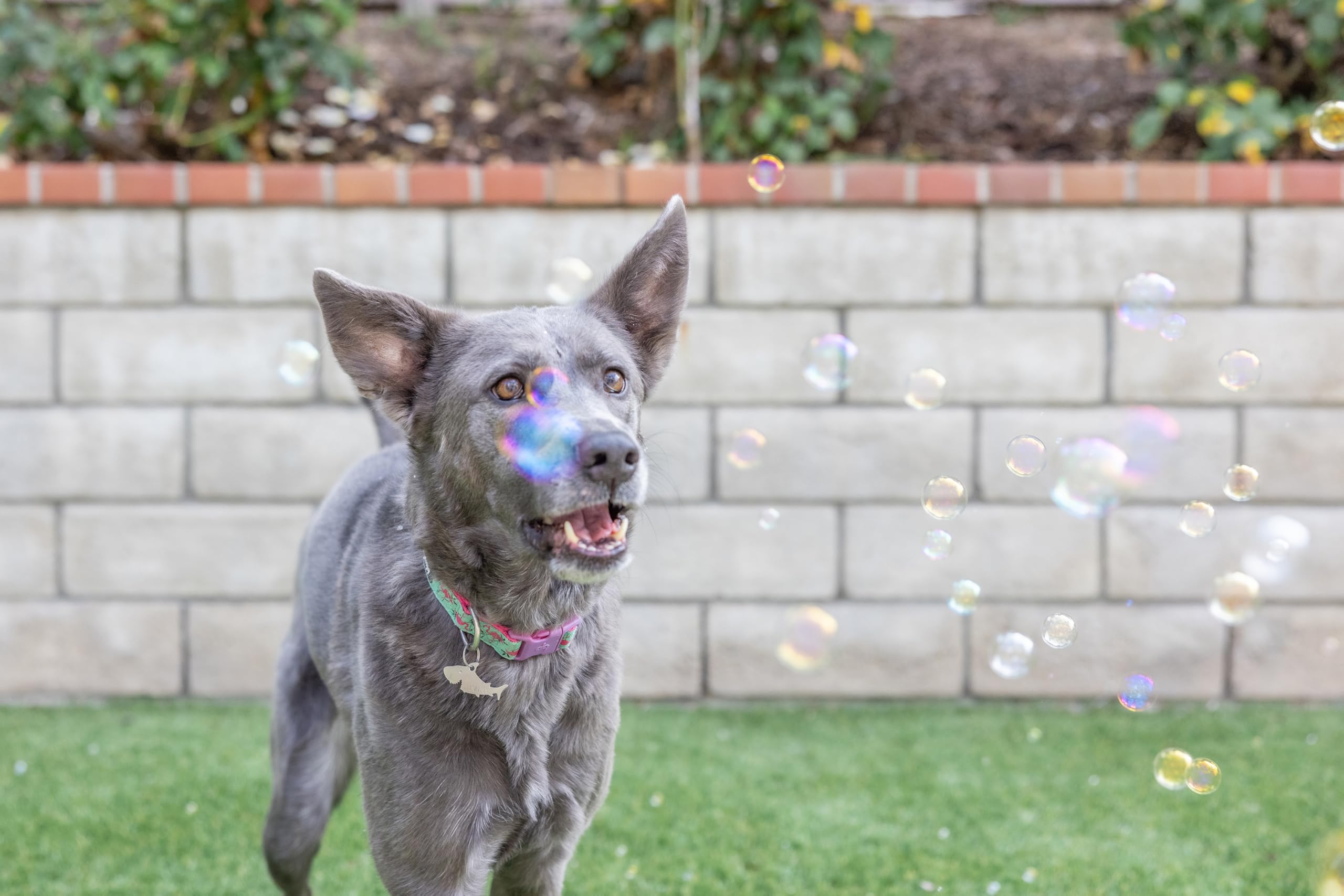 Pet Qwerks Incredibubbles: activité interactive pour chiens et chats, parfait pour le jeu.