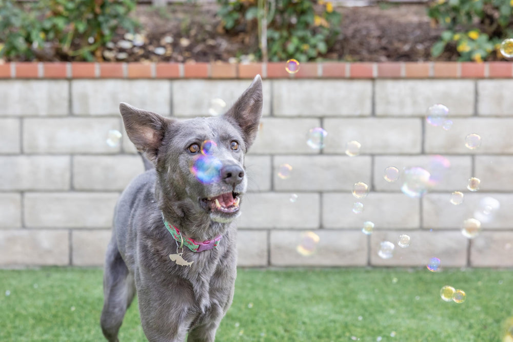 Pet Qwerks Incredibubbles: activité interactive pour chiens et chats, parfait pour le jeu.