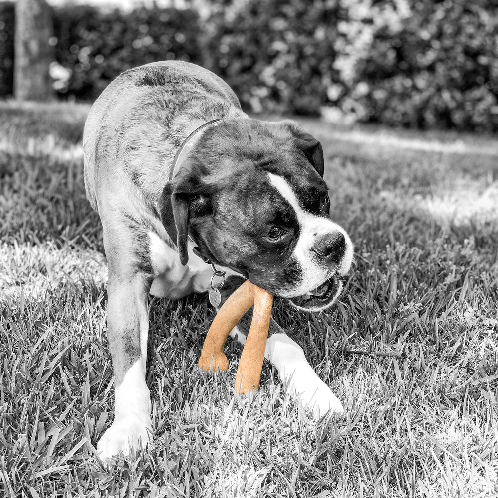 Pet Qwerks Wishbone BarkBone saveur beurre de cacahuète pour goût durable