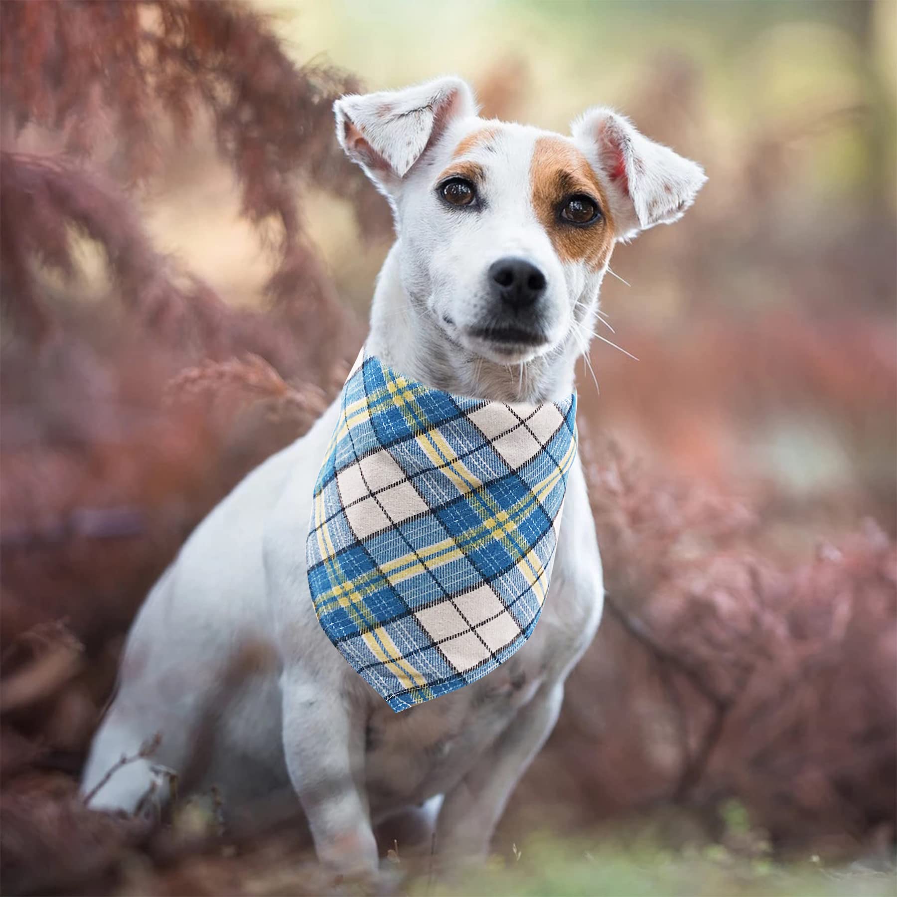 Bandana PET SHOW imprimé étoiles, brillance ajoutée lors d’événements.