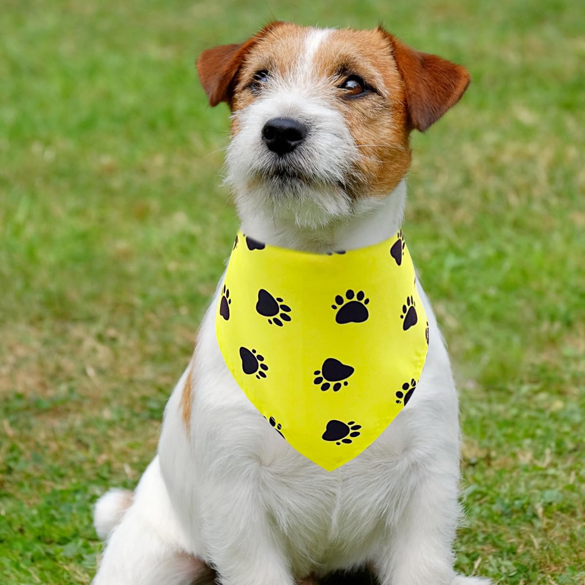 PET SHOW bandana patte – version 60x40cm adaptée à plusieurs tailles.